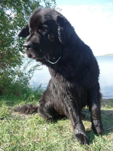 Фото: ньюфаундленд Mirabella iz Tihogo Omuta (Мирабелла из Тихого Омута)