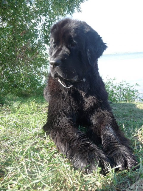 Фото: ньюфаундленд Mirabella iz Tihogo Omuta (Мирабелла из Тихого Омута)