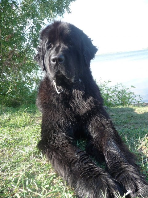 Фото: ньюфаундленд Mirabella iz Tihogo Omuta (Мирабелла из Тихого Омута)