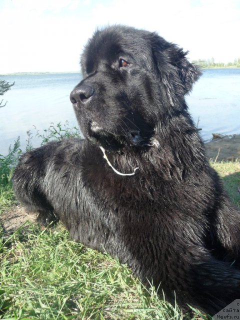 Фото: ньюфаундленд Mirabella iz Tihogo Omuta (Мирабелла из Тихого Омута)