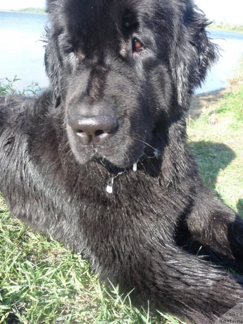 Фото: ньюфаундленд Mirabella iz Tihogo Omuta (Мирабелла из Тихого Омута)