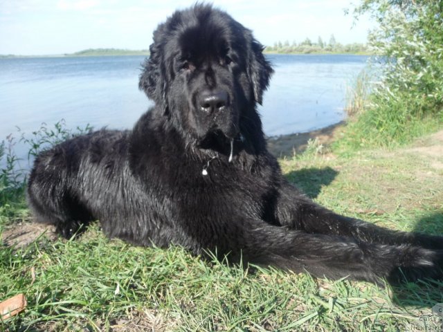 Фото: ньюфаундленд Mirabella iz Tihogo Omuta (Мирабелла из Тихого Омута)