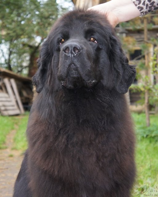 Фото: ньюфаундленд Smigar Severnaya Verona (Смигар Северная Верона)