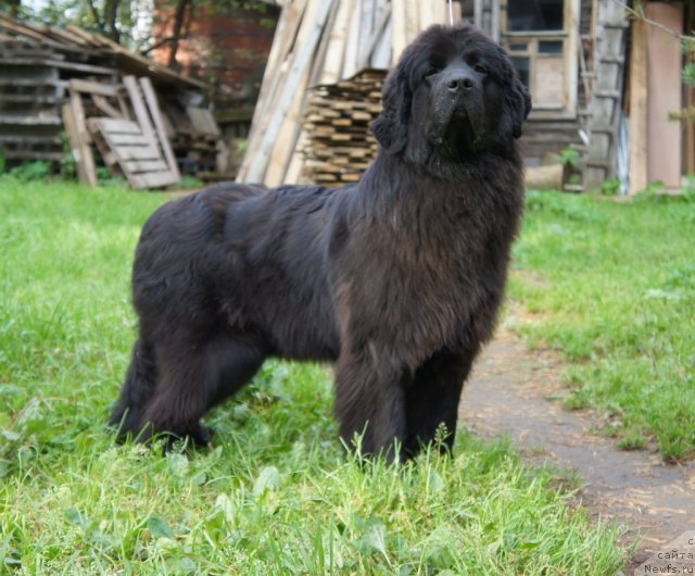 Фотография № 106929