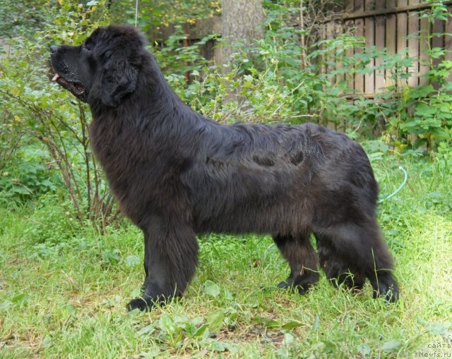 Фото: ньюфаундленд Smigar Severnaya Verona (Смигар Северная Верона)