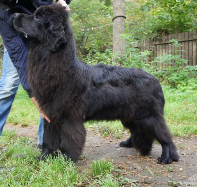 Фото: ньюфаундленд Smigar Severnaya Verona (Смигар Северная Верона)