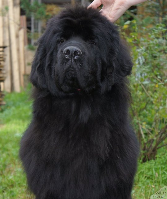 Фото: ньюфаундленд Smigar Galaxsy Shall Win (Смигар Галакси Шелл Вин)