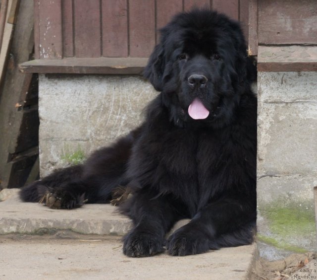 Фото: ньюфаундленд Smigar Galaxsy Shall Win (Смигар Галакси Шелл Вин)