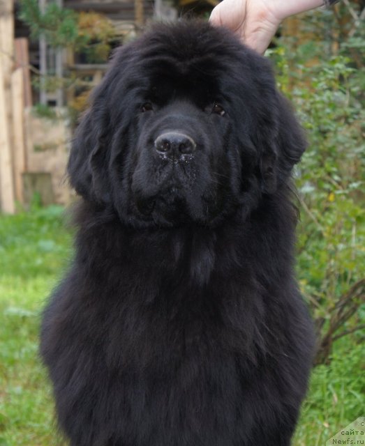 Фото: ньюфаундленд Smigar Galaxsy Shall Win (Смигар Галакси Шелл Вин)