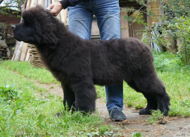 Фото: ньюфаундленд Aquatoriya Kelvin Flash Royal (Акватория Келвин Флэш Ройал)