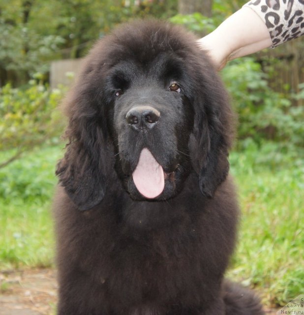 Фото: ньюфаундленд Aquatoriya Kelvin Flash Royal (Акватория Келвин Флэш Ройал)