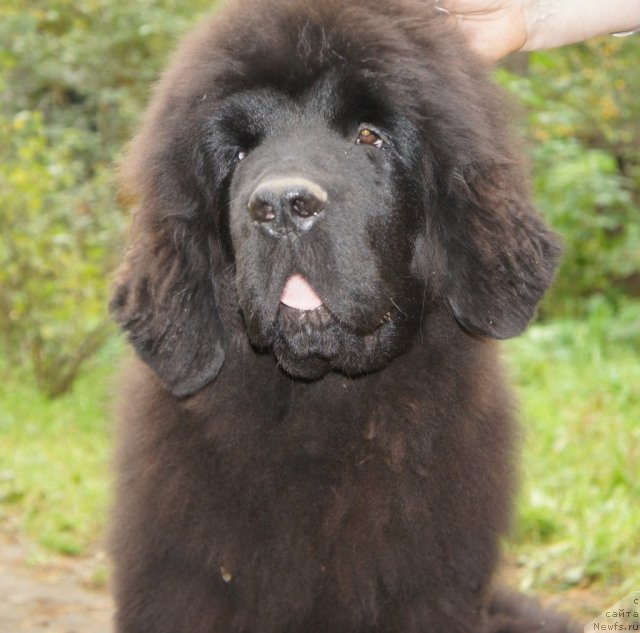 Фото: ньюфаундленд Aquatoriya Kelvin Flash Royal (Акватория Келвин Флэш Ройал)