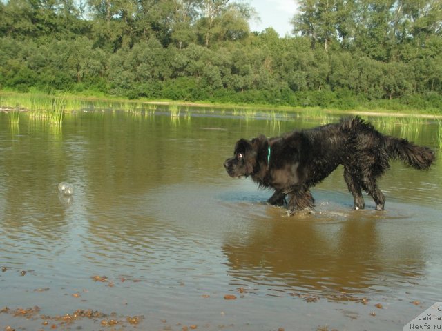 Фото: ньюфаундленд Kiper Soul Layon Hyeert (Кипер Соул Лайон Хэерт)