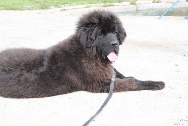 Фото: ньюфаундленд Sent Djons Yasna (Сент Джонс Ясна)