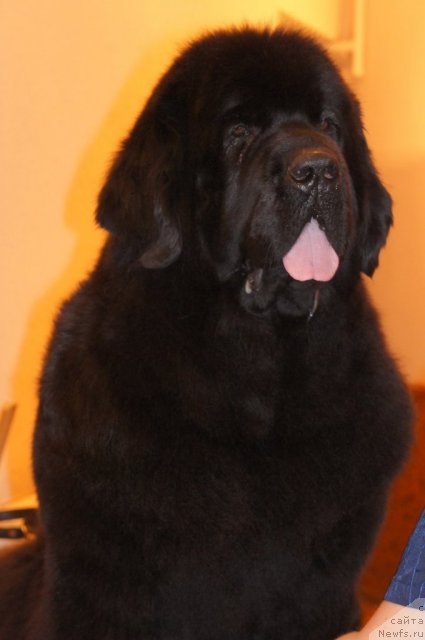 Фото: ньюфаундленд Skippers Only You for Smigar