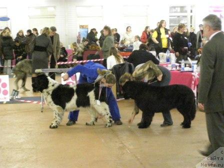Фото: ньюфаундленд Mag Ispolin Carte Blanche for Piternyuf (Маг Исполин Карте Бланч фор Питерньюф), Kseniya Semikova (Ксения Семикова), ньюфаундленд Smigar Shelkovaya Noch (Смигар Шелковая Ночь), Svetlana Staryih (Светлана Старых)