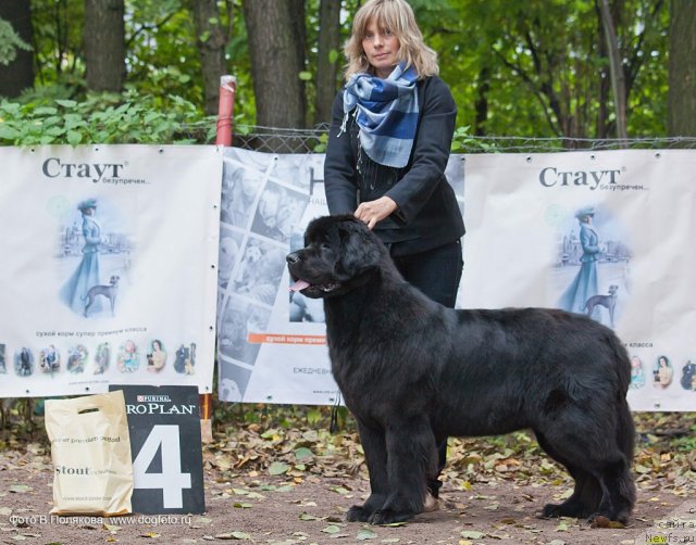 Фото: ньюфаундленд Smigar Greyt Saksyes (Смигар Грейт Саксэс)