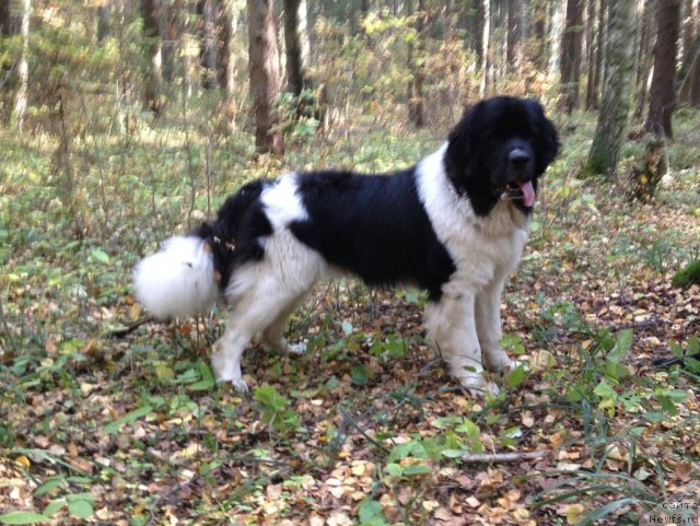 Фото: ньюфаундленд CHinzano Asti ot Sibirskogo Medvedya (Чинзано Асти от Сибирского Медведя)