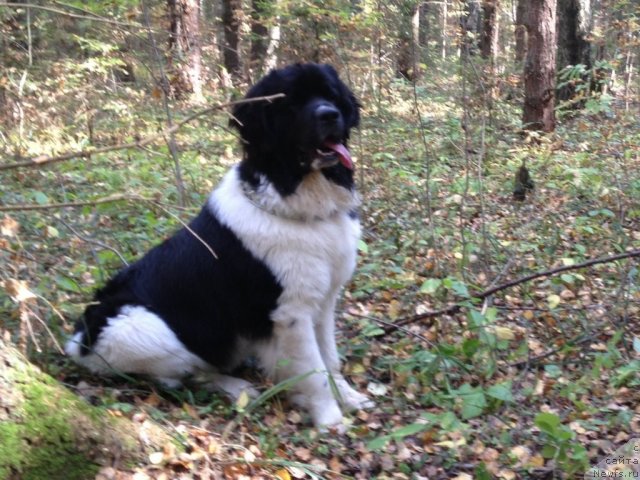 Фото: ньюфаундленд CHinzano Asti ot Sibirskogo Medvedya (Чинзано Асти от Сибирского Медведя)