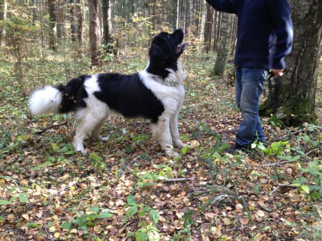 Фото: ньюфаундленд CHinzano Asti ot Sibirskogo Medvedya (Чинзано Асти от Сибирского Медведя)