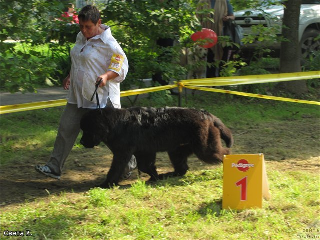 Фото: ньюфаундленд Super Premium Liniel Daylirring (Супер Премиум Линиэль Дайлиррин)