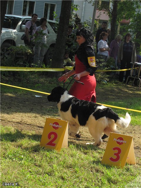 Фото: ньюфаундленд Super Premium Litoniel Vallaninor (Супер Премиум Литониэль Валланинор)
