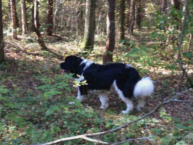 Фото: ньюфаундленд CHinzano Asti ot Sibirskogo Medvedya (Чинзано Асти от Сибирского Медведя)