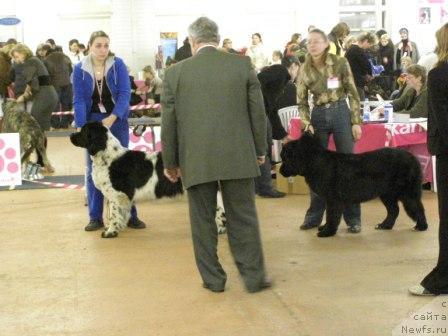 Фото: ньюфаундленд Mag Ispolin Carte Blanche for Piternyuf (Маг Исполин Карте Бланч фор Питерньюф), Kseniya Semikova (Ксения Семикова), ньюфаундленд Smigar Shelkovaya Noch (Смигар Шелковая Ночь), Svetlana Staryih (Светлана Старых)