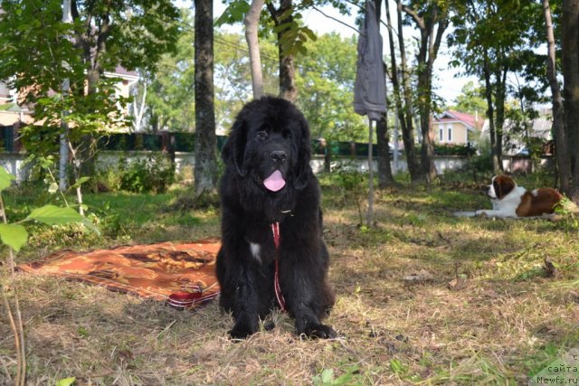 Фотография № 107101