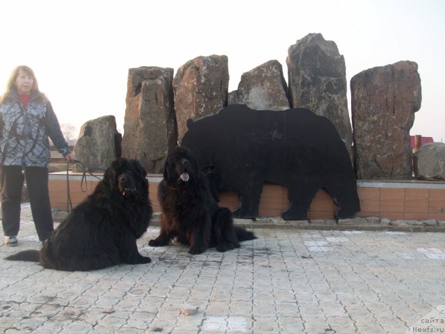 Фото: ньюфаундленд Karat iz Medvejyego Yara (Карат из Медвежьего Яра), ньюфаундленд Yarada iz Sibirskoy Glubinki (Ярада из Сибирской Глубинки), Natal'ya Berejneva (Наталья Бережнева)