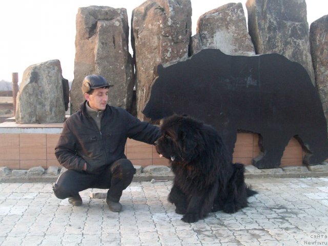 Фото: ньюфаундленд Karat iz Medvejyego Yara (Карат из Медвежьего Яра)