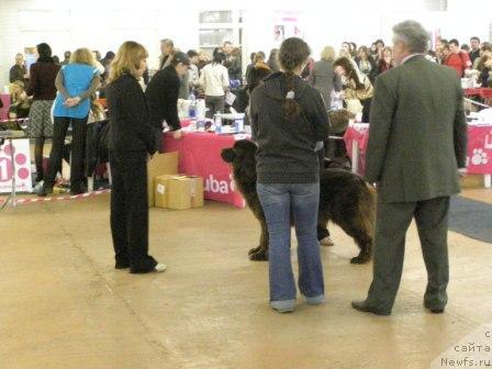 Фото: Newf Mermaid Feodosiaya