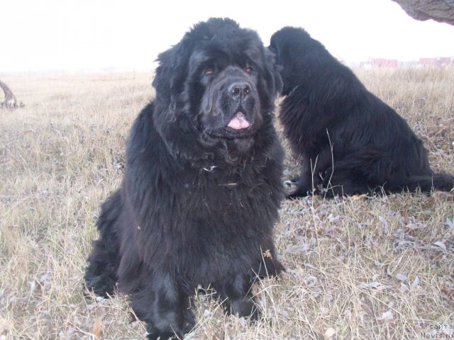 Фото: ньюфаундленд Yarada iz Sibirskoy Glubinki (Ярада из Сибирской Глубинки)