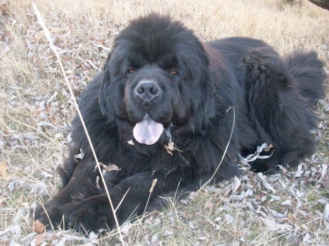 Фото: ньюфаундленд Karat iz Medvejyego Yara (Карат из Медвежьего Яра)