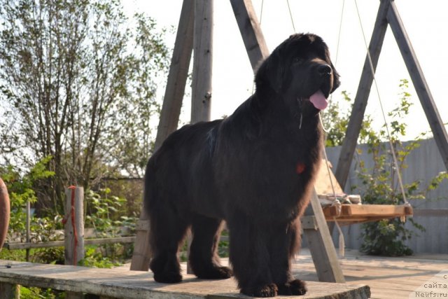 Фото: ньюфаундленд I'm Little Princess Midnight Bear