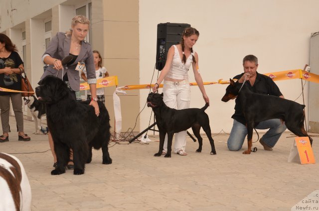 Фото: ньюфаундленд Vom Waterfall Land Ay Todor (Вом Ватерфалл Лэнд Ай Тодор)