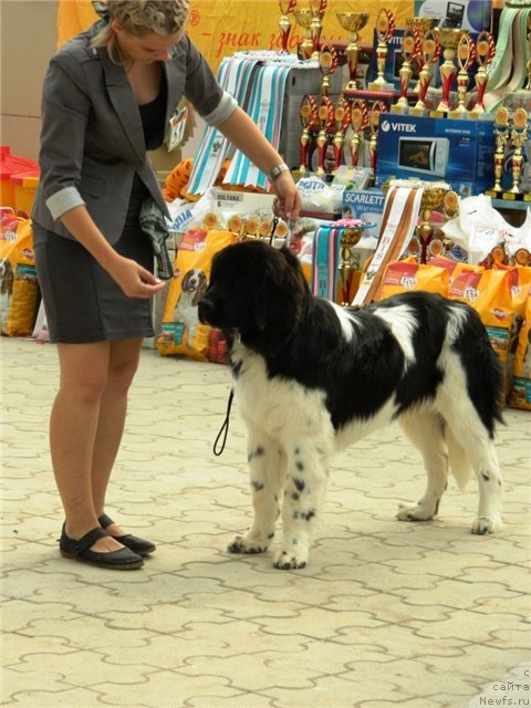 Фото: ньюфаундленд CHernyiy SHarm Vankuver (Черный Шарм Ванкувер)