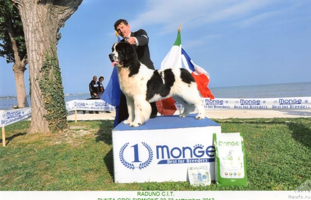 Фото: Christamar Newfy Xmasprice Bavarian Teddy