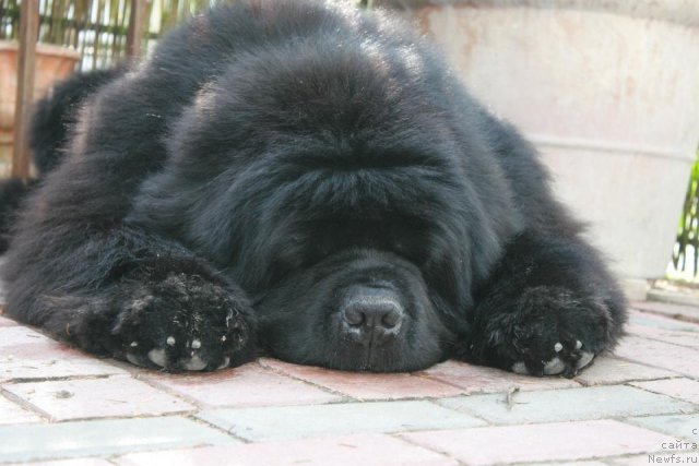 Фото: ньюфаундленд Pomm Teddys Abrax Parming