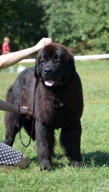 Фото: ньюфаундленд Violett Gryeys Of YEndjel (Виолетт Грэйс Оф Энджел)
