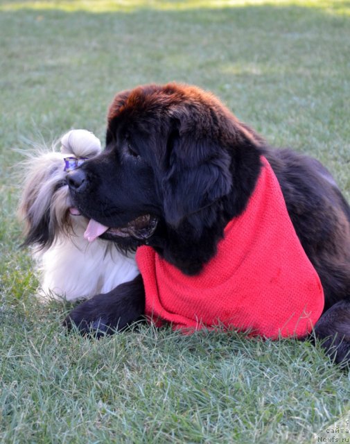 Фото: ньюфаундленд Violett Gryeys Of YEndjel (Виолетт Грэйс Оф Энджел)