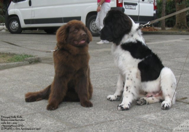 Фото: ньюфаундленд Pitern'yuf Hubba-Bubba (Питерньюф Хубба-Бубба), ньюфаундленд Hohotushka s Berega Dona (Хохотушка с Берега Дона)