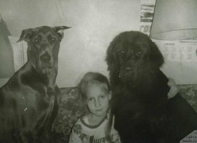 Фото: СандиГригТаис, Elizaveta Neznakomceva (Елизавета Незнакомцева), ньюфаундленд Ferri Adli Stay (Ферри Адли Стай)