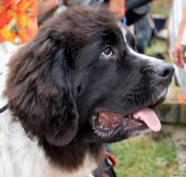 Фотография № 107216