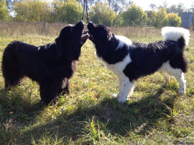 Фото: ньюфаундленд Potap YUniter (Потап Юнитер), ньюфаундленд CHinzano Asti ot Sibirskogo Medvedya (Чинзано Асти от Сибирского Медведя)