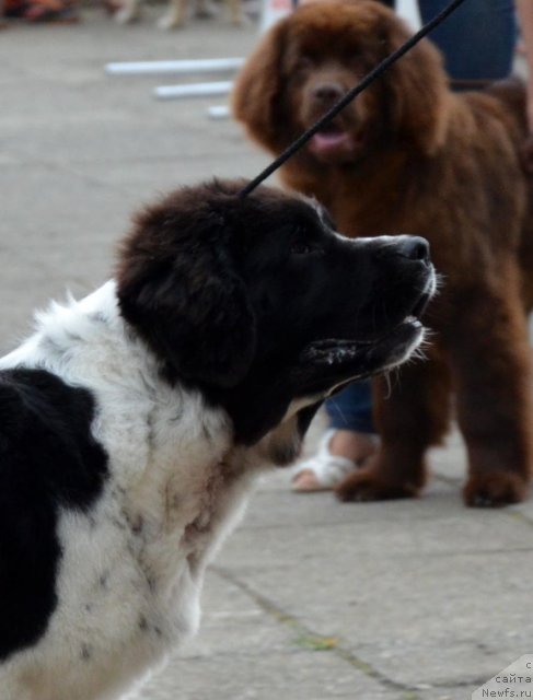 Фотография № 107227