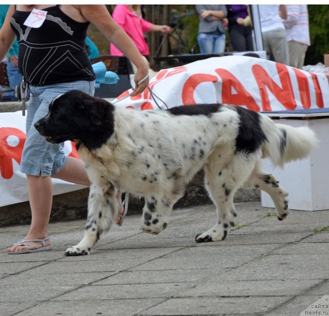 Фотография № 107242