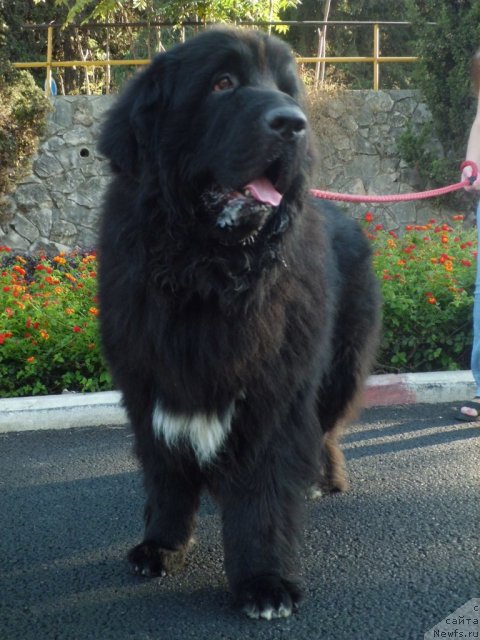 Фото: ньюфаундленд Pitern'yuf CHao-Kakao (Питерньюф Чао-Какао)