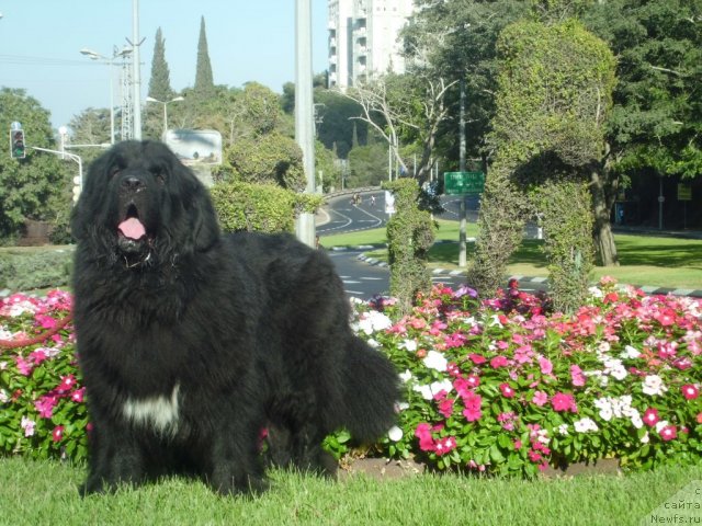 Фото: ньюфаундленд Pitern'yuf CHao-Kakao (Питерньюф Чао-Какао)