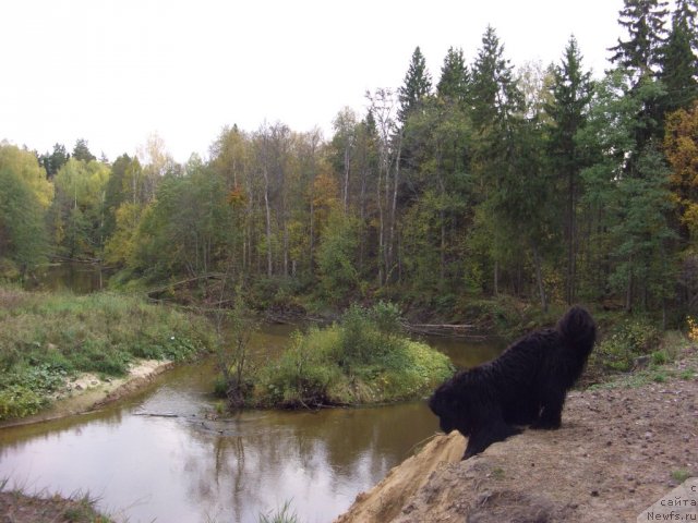 Фото: ньюфаундленд Baryishnya (Барышня)